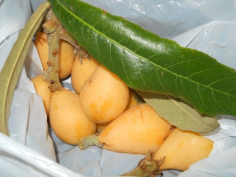 3aijpxvnb7gkuasuat5n_480_480-4abf9365.jpg