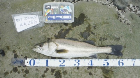 3atehyg45vrfj8spf3xf_480_480-693f3e15.jpg