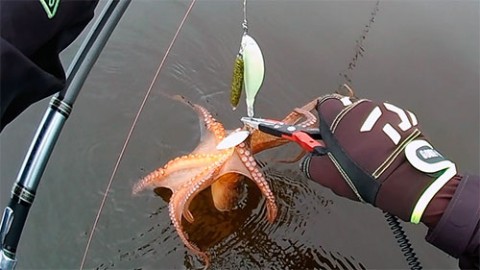 3bvukzkpaw6att9kc674_480_480-ae8011ae.jpg