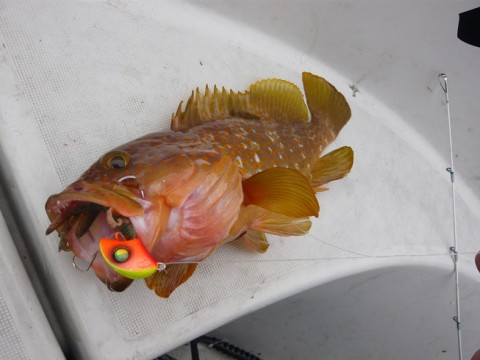 3e398o6f5p6h844rpkzd_480_480-510c003c.jpg