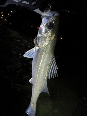 3f25mthtt7y7uavst6pk_480_480-da4879e3.jpg