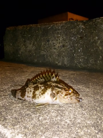 3f4r333p6syunk8urpjj_480_480-df0513d5.jpg