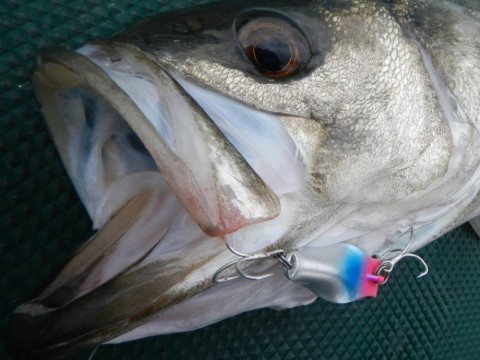 3f8cwykkaxv38ckfd8hi_480_480-93ab84d9.jpg