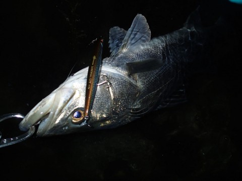 3fif53e7sogakpzdpjkd_480_480-e7432517.jpg