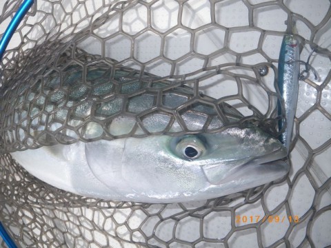 3fzjgfi7i5hhte3ivvn2_480_480-51bfa990.jpg