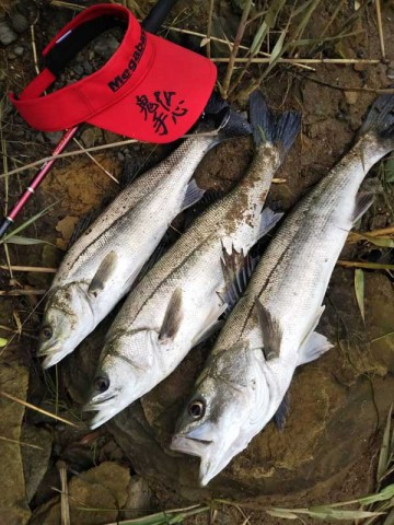 福島県からの釣果報告～