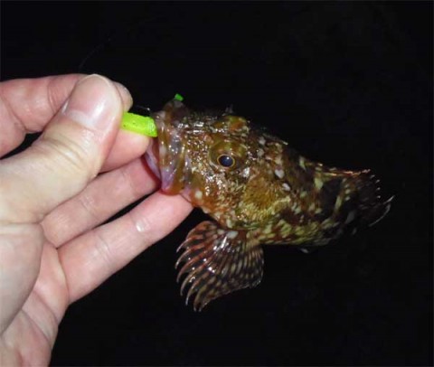 ガシラ17センチ