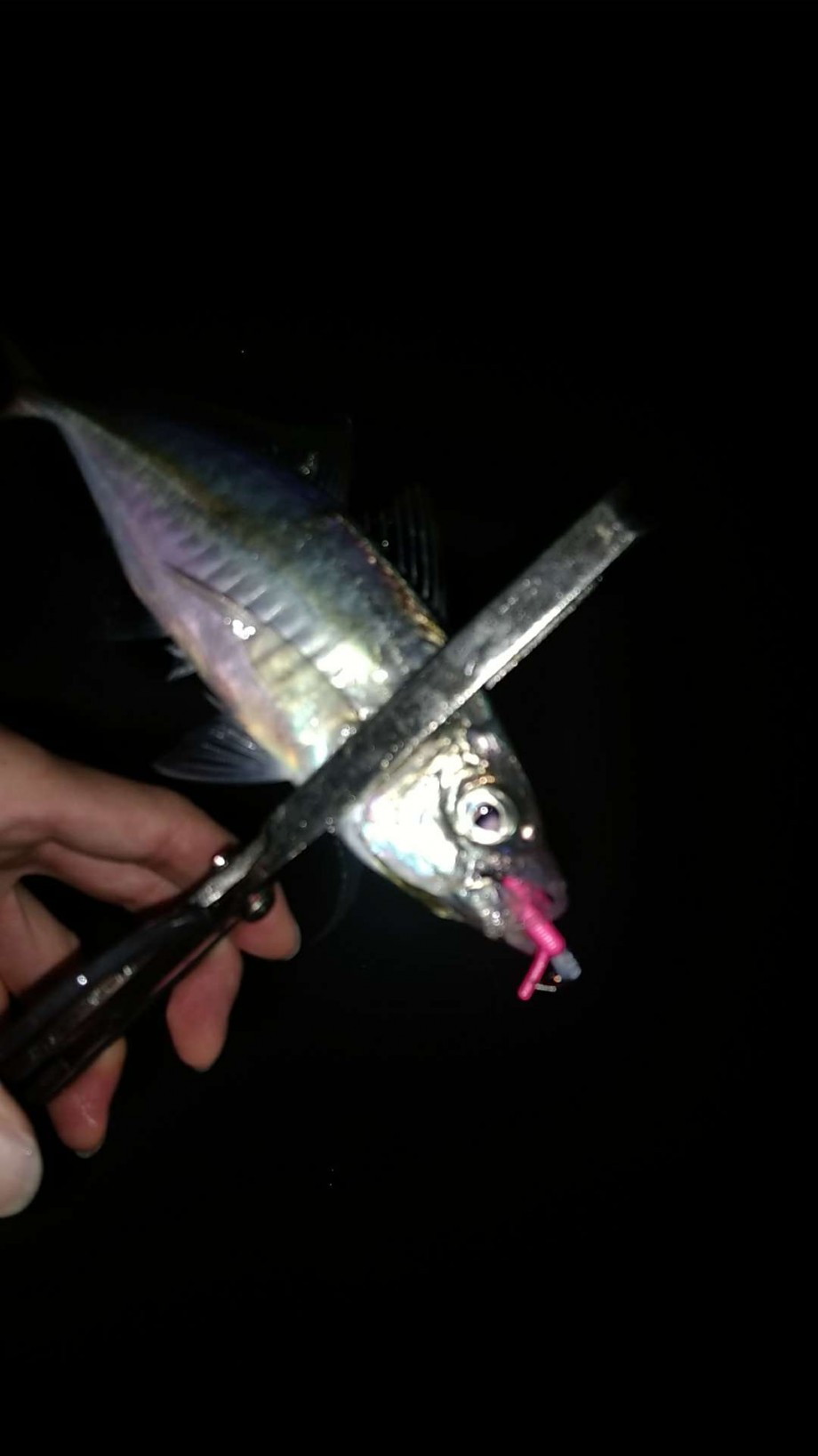 Current Seeker カレントシーカー 激流の魚を求める旅 Newガルプで尺メバル 尺アジ Current Seeker カレントシーカー 激流の魚を求める旅 Newガルプで尺メバル 尺アジ