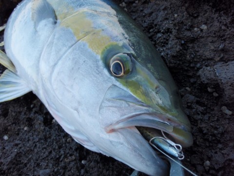 3iiSA4aBNGYe3pEStfo8_480_480-26237bf3.jpg