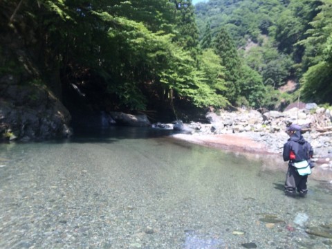 3kkf368bh43jp9sfd78e_480_480-dd984829.jpg