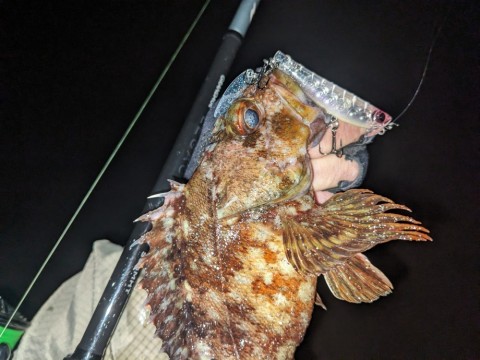 3m9mjosdkcctynntsvtx_480_480-b61c8f76.jpg