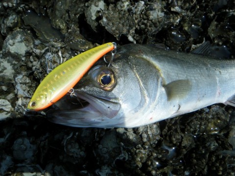 3mjtucfho3pjkyznvgsv_480_480-1a6b2740.jpg