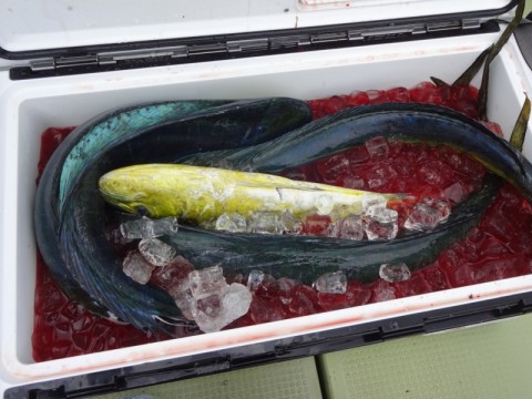 シイラ 釣果