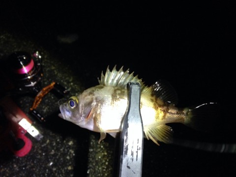 3of9kg4tfgckgbrfffs6_920_690-eb47a237.jpg