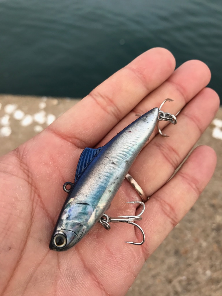 Shimano Saltwater Blog 泉塾 堤防で釣れない角度 339 365 Shimano Saltwater Blog 泉塾 堤防で釣れない角度 339 365