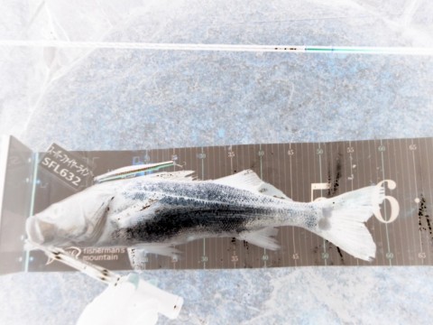 3p6nrkns9dpkwckwj6iy_480_480-3e021217.jpg