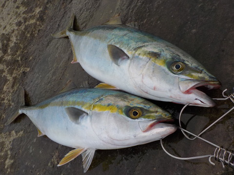 3pbig4beyoio4xpa7p99-a7109723.jpg