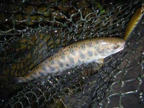 3pgvkybrv986ik5xrjom_480_480-f06ceb73.jpg