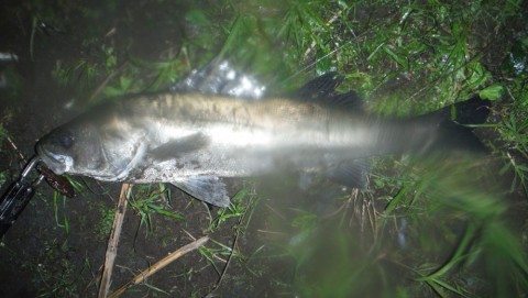 3ph9vr535fjyxz2p43dw_480_480-d1272649.jpg