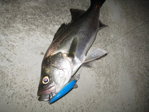 3sf8p6toizueienwvsd3_480_480-38359351.jpg
