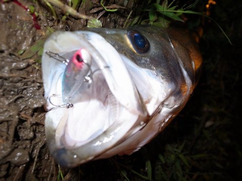 3spmvfskw5wnbzd2suvu_480_480-00928625.jpg