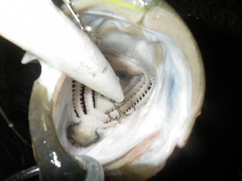 3ssfbcasvh4kthhcw6oi_480_480-9e441636.jpg