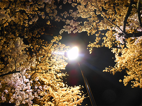 夜桜