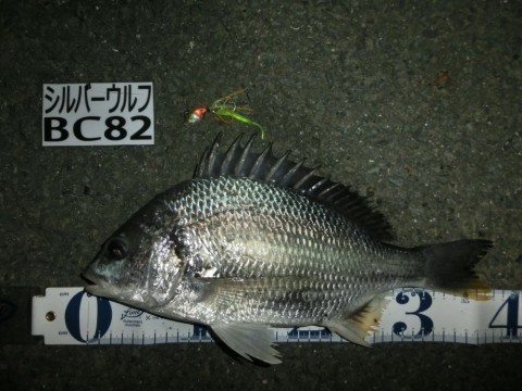 3u5rbty77hc6d5s6fkv3_480_480-222da488.jpg