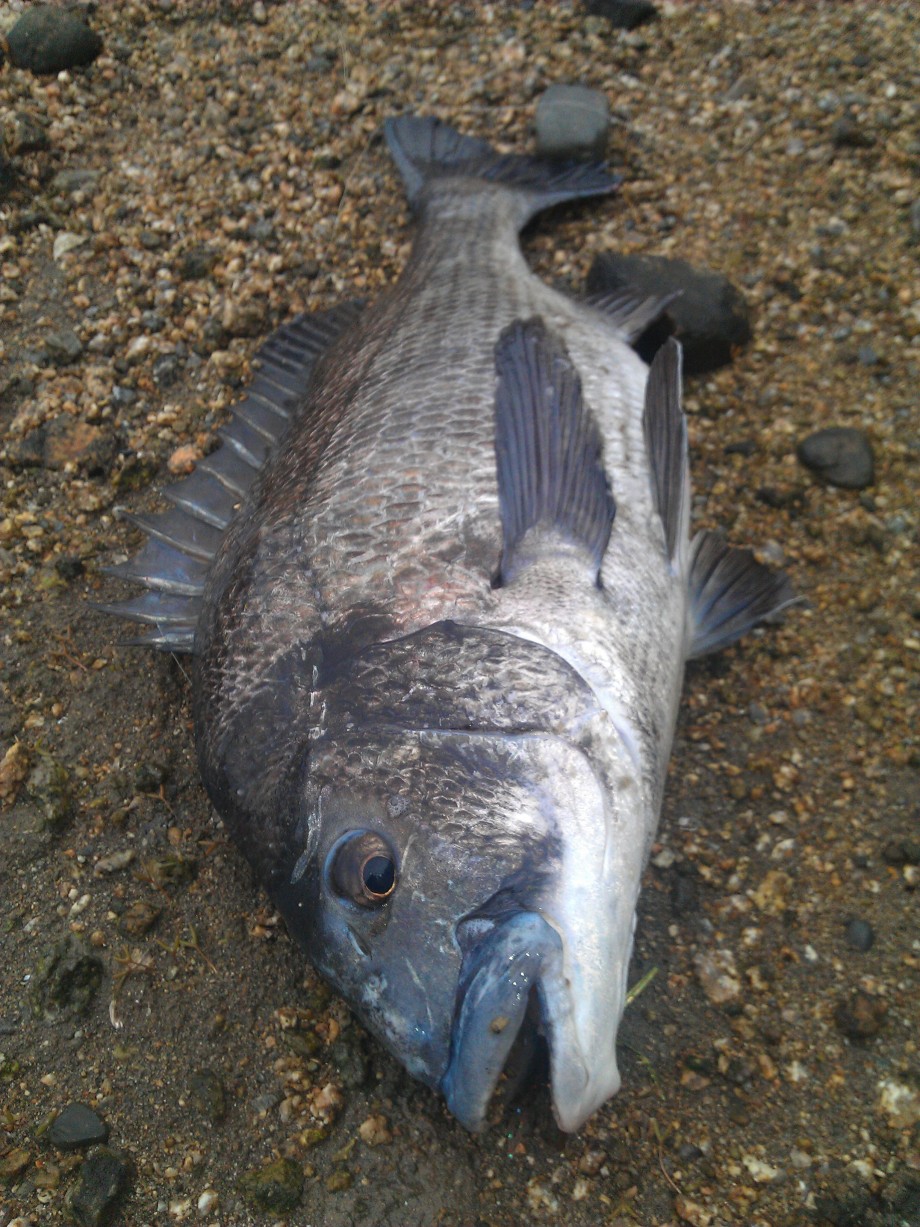 チヌ キビレ 釣果自慢 チヌ キビレ 釣果自慢