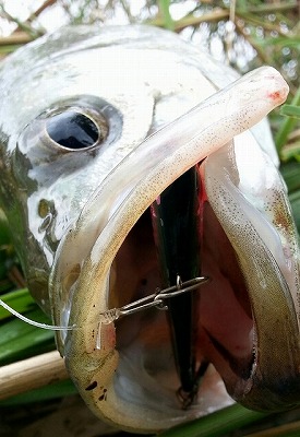 3uduwint85ki42bbzo3v-8965ea4f.jpg