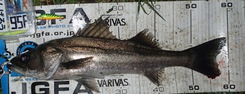 3uui6776yo7rom8oo46v_480_480-2384fa64.jpg