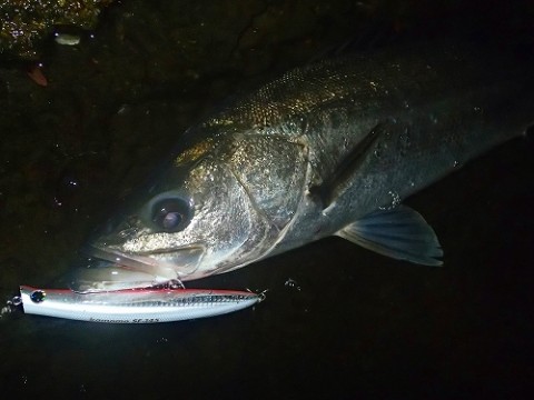 3vp7832vojsy4kx5j48g_480_480-d25669ff.jpg