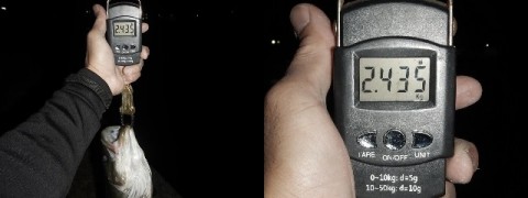 3vugwm5g8ngafc6ms4bd_480_480-89ca6138.jpg