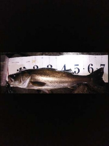 3wgjjwv2ineh76957523_480_480-9977f2a5.jpg