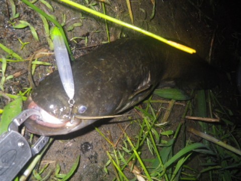 3xkfrefkmdfegdpvgiim_480_480-f9706d03.jpg