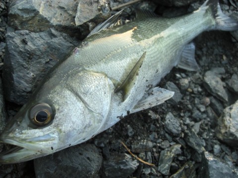 3xsd8npahaveg9kk9sga_480_480-683578f4.jpg