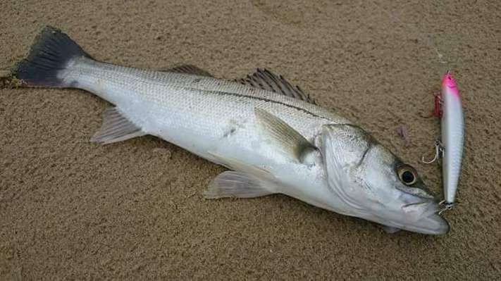 ツレナイfishing 思い入れルアー52 ハードコアシンキングペンシル1 ツレナイfishing 思い入れルアー52 ハードコアシンキングペンシル1
