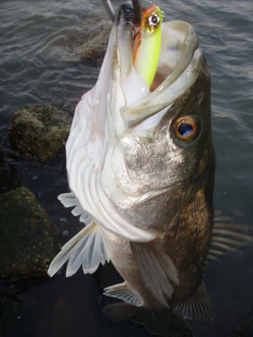 42f45s5theowuazuc9k7_480_480-f69cacf6.jpg