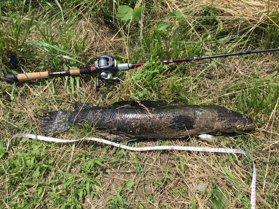 徒然なるままに 雷魚ハント 徒然なるままに 雷魚ハント