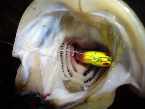 42o4nr779jzdtdtexgv7_920_690-6d12adae.jpg