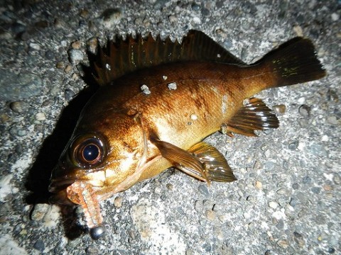 43tcujdftjogmpcwdjb9_480_480-d82515e3.jpg