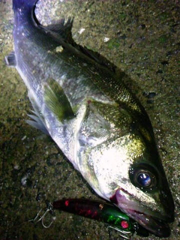 44t8684xuigijrbkr4go_480_480-473f2aef.jpg