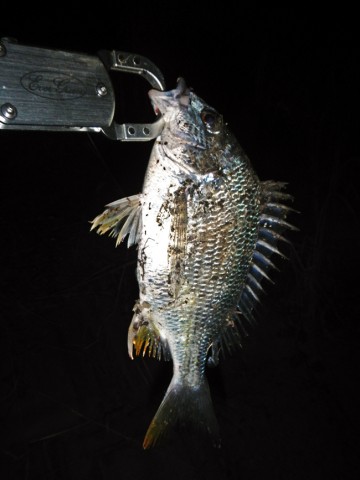 44ysgpgmpggadrngy8yd_480_480-b935eef8.jpg