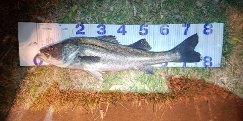 44zj4iac7u6chs6ija47_480_480-63732345.jpg