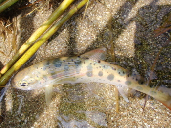45cyyrame5egz4ahdphu-7b8c382e.jpg
