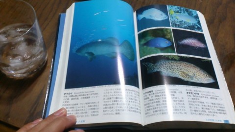 45e4b5gmvg2a9pyng8et_480_480-5a8130bf.jpg