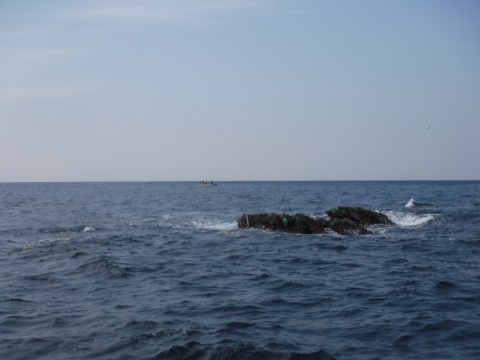 465vnztamvrbryh4wfk2_480_480-6eb5423e.jpg