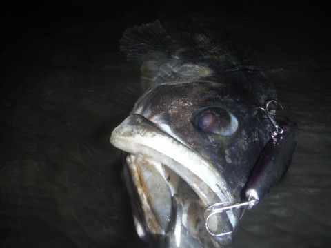 465yz8kj6yzjbjgormhy_480_480-af950920.jpg