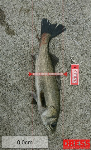 46b98m37dwriburz8oc4_480_480-c1aeb8f1.jpg
