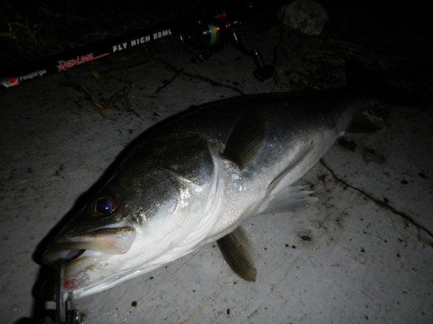 46cooa3oymmna4man58r_480_480-8d689325.jpg